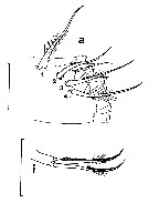 Espce Euchirella rostrata - Planche 24 de figures morphologiques