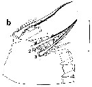 Espce Euchirella speciosa - Planche 5 de figures morphologiques