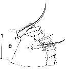 Espce Euchirella amoena - Planche 15 de figures morphologiques