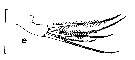 Espce Undeuchaeta incisa - Planche 22 de figures morphologiques