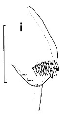 Species Euchirella pseudotruncata - Plate 8 of morphological figures