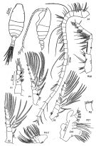 Espce Spinocalanus longicornis - Planche 1 de figures morphologiques