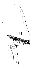 Espce Undeuchaeta incisa - Planche 23 de figures morphologiques