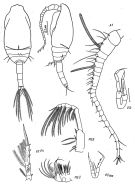 Espce Spinocalanus longicornis - Planche 2 de figures morphologiques