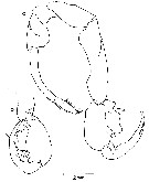 Espce Labidocera barbudae - Planche 6 de figures morphologiques