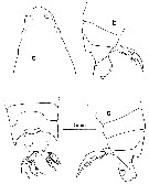 Espce Labidocera antiguae - Planche 1 de figures morphologiques