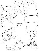 Species Labidocera antiguae - Plate 2 of morphological figures