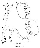 Espce Labidocera antiguae - Planche 3 de figures morphologiques