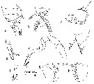 Espce Labidocera panamae - Planche 1 de figures morphologiques
