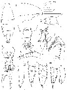 Espce Candacia paenelongimana - Planche 1 de figures morphologiques