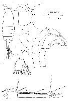 Espce Candacia paenelongimana - Planche 2 de figures morphologiques