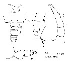 Espce Candacia longimana - Planche 9 de figures morphologiques