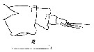 Espce Candacia cheirura - Planche 13 de figures morphologiques