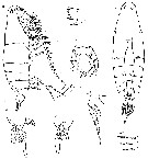 Espce Labidocera wilsoni - Planche 2 de figures morphologiques