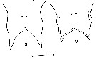 Espce Labidocera mirabilis - Planche 1 de figures morphologiques