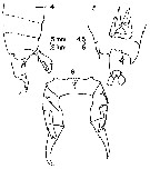 Espce Labidocera barbadiensis - Planche 2 de figures morphologiques