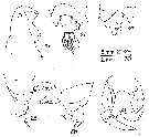 Espce Labidocera panamae - Planche 2 de figures morphologiques