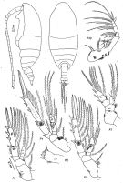 Species Spinocalanus polaris - Plate 1 of morphological figures