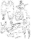 Espce Pontella mimocerami - Planche 3 de figures morphologiques