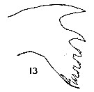 Species Pontella tenuiremis - Plate 7 of morphological figures