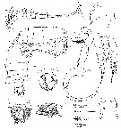 Espce Labidocera jollae - Planche 4 de figures morphologiques