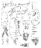 Species Labidocera kolpos - Plate 1 of morphological figures