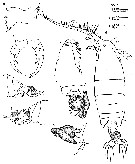 Species Labidocera diandra - Plate 1 of morphological figures
