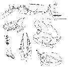 Espce Labidocera diandra - Planche 2 de figures morphologiques