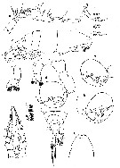Espce Labidocera diandra - Planche 3 de figures morphologiques