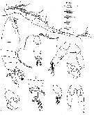 Espce Labidocera johnsoni - Planche 2 de figures morphologiques