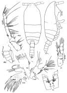 Espce Spinocalanus profundalis - Planche 1 de figures morphologiques