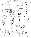 Espce Labidocera johnsoni - Planche 1 de figures morphologiques