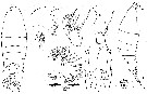 Espce Labidocera pseudacuta - Planche 1 de figures morphologiques