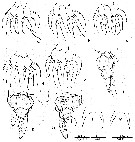 Espce Labidocera pseudacuta - Planche 2 de figures morphologiques