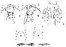 Espce Labidocera acuta - Planche 15 de figures morphologiques