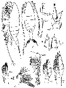Espce Bathycalanus richardi - Planche 7 de figures morphologiques