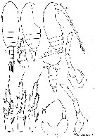 Espce Paracalanus parvus - Planche 24 de figures morphologiques