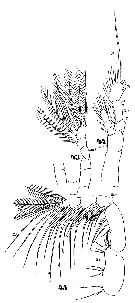 Espce Mecynocera clausi - Planche 16 de figures morphologiques