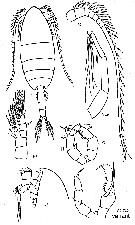 Espce Monacilla typica - Planche 12 de figures morphologiques