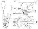 Espce Cymbasoma morii - Planche 2 de figures morphologiques