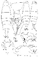 Espce Labidocera tasmanica - Planche 1 de figures morphologiques
