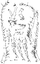 Species Labidocera tasmanica - Plate 2 of morphological figures