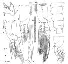 Species Cymbasoma morii - Plate 3 of morphological figures