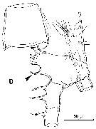 Espce Mormonilla phasma - Planche 14 de figures morphologiques