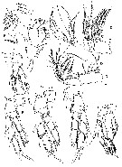 Species Ridgewayia boxshalli - Plate 2 of morphological figures