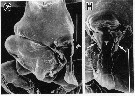 Espce Labidocera pavo - Planche 7 de figures morphologiques