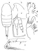 Espce Spinocalanus angusticeps - Planche 3 de figures morphologiques