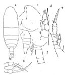Espce Spinocalanus magnus - Planche 2 de figures morphologiques