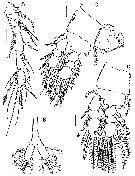 Espce Caribeopsyllus amphiodiae - Planche 2 de figures morphologiques