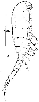 Espce Thaumatopsyllus paradoxus - Planche 3 de figures morphologiques